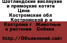 Шотландские вислоухие и прямоухие котята › Цена ­ 2 500 - Костромская обл., Костромской р-н, Кострома г. Животные и растения » Собаки   